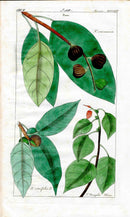 Dietrich Flora Universalis 1828 Antique Print Fig Tree, Fruit
