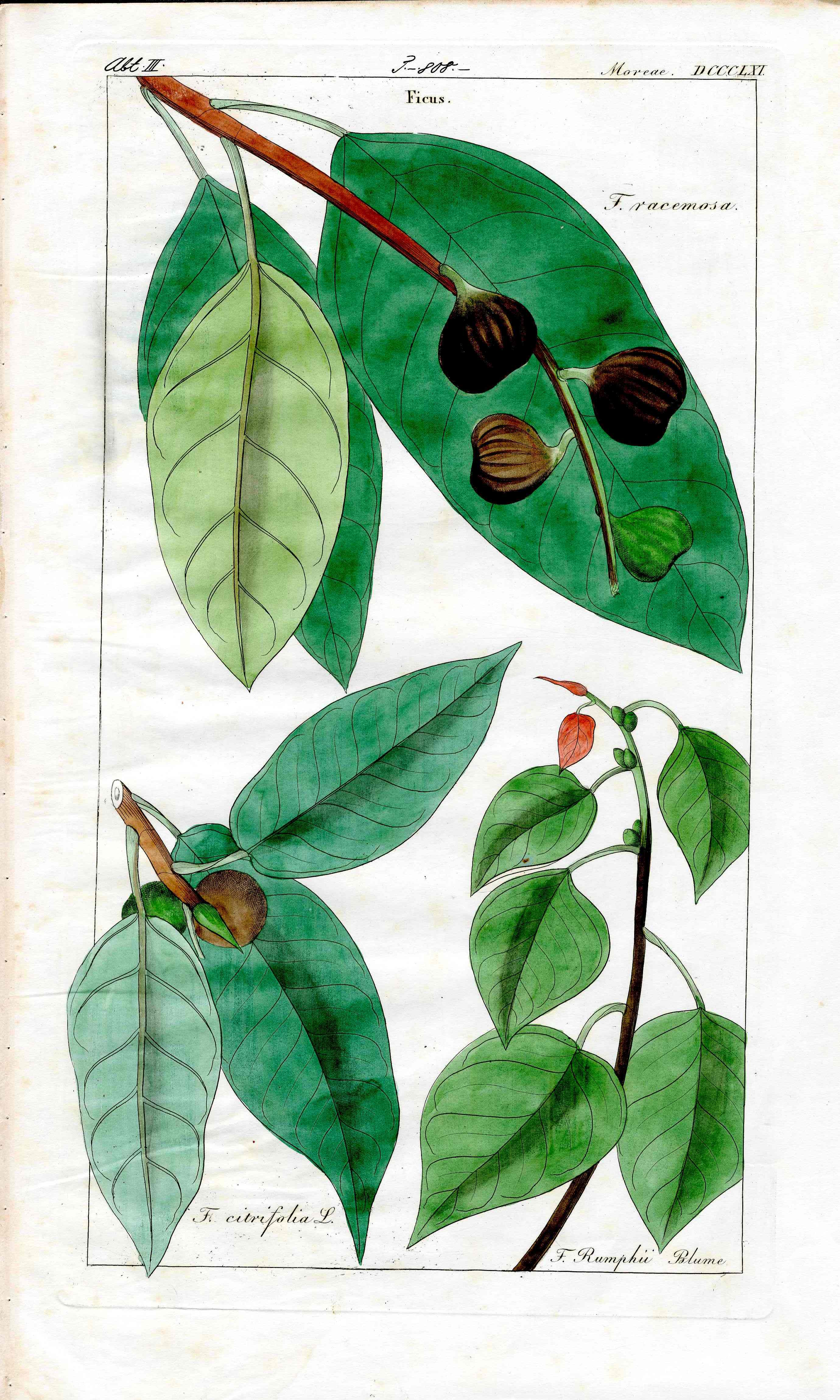 Dietrich Flora Universalis 1828 Antique Print Fig Tree, Fruit