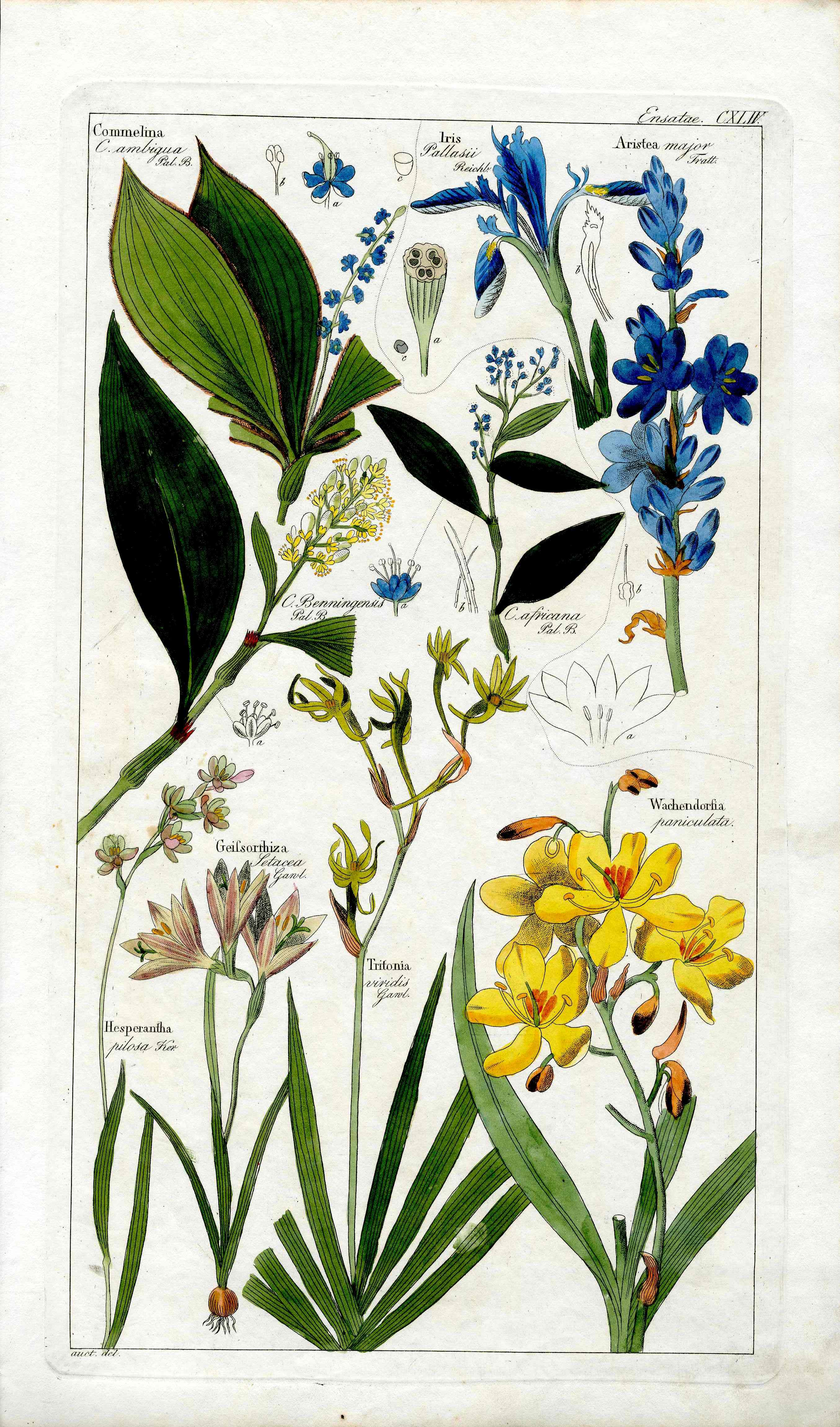 Dietrich Flora Universalis 1828 Antique Print Blue Iris