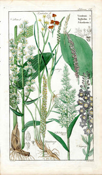 Dietrich Flora Universalis 1828 Antique Print California Corn Lily - Panteek Antique Prints