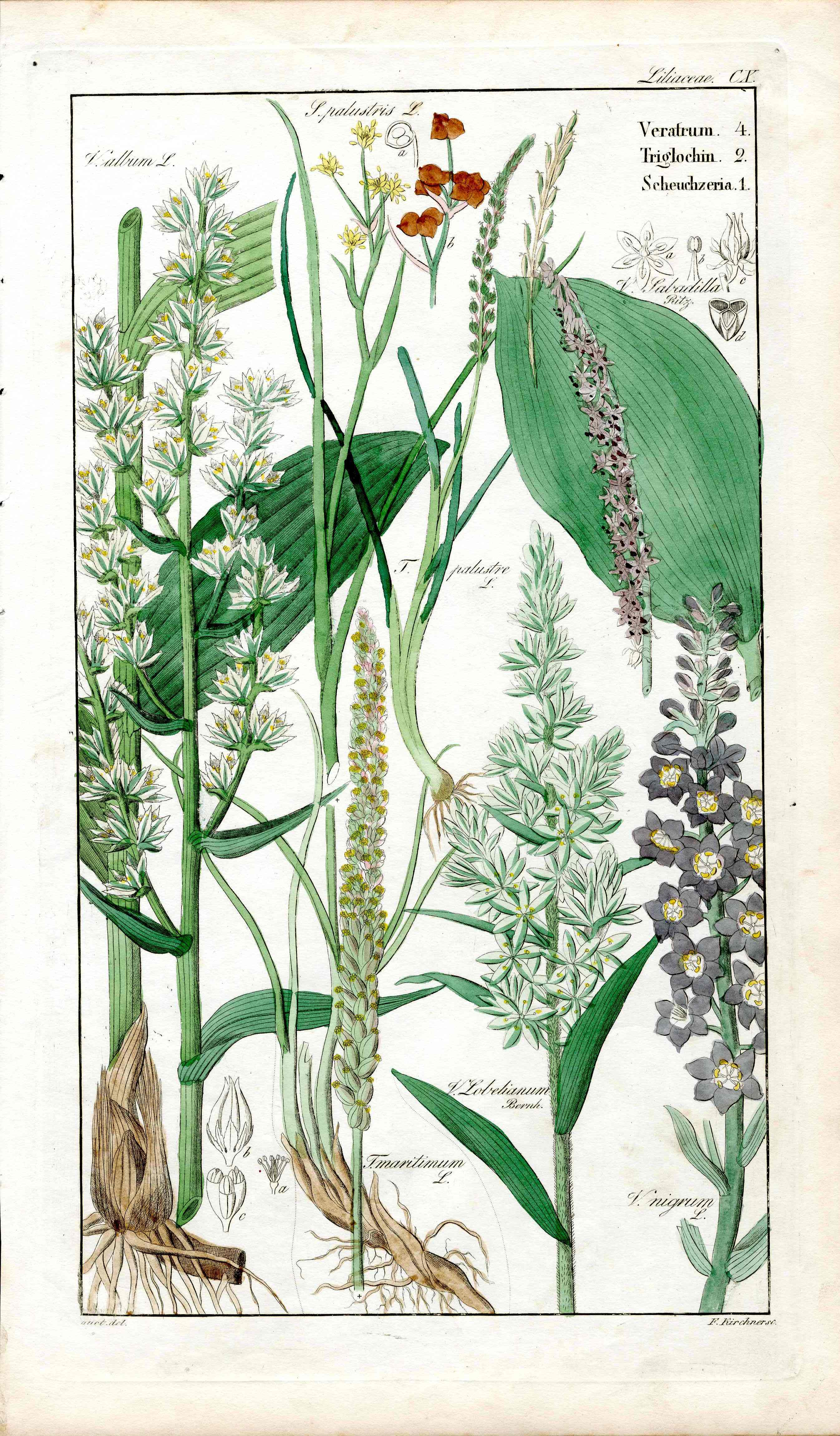 Dietrich Flora Universalis 1828 Antique Print California Corn Lily