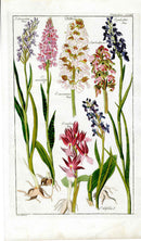 Dietrich Flora Universalis 1828 Antique Print Red Opalustris Orchid - Panteek Antique Prints