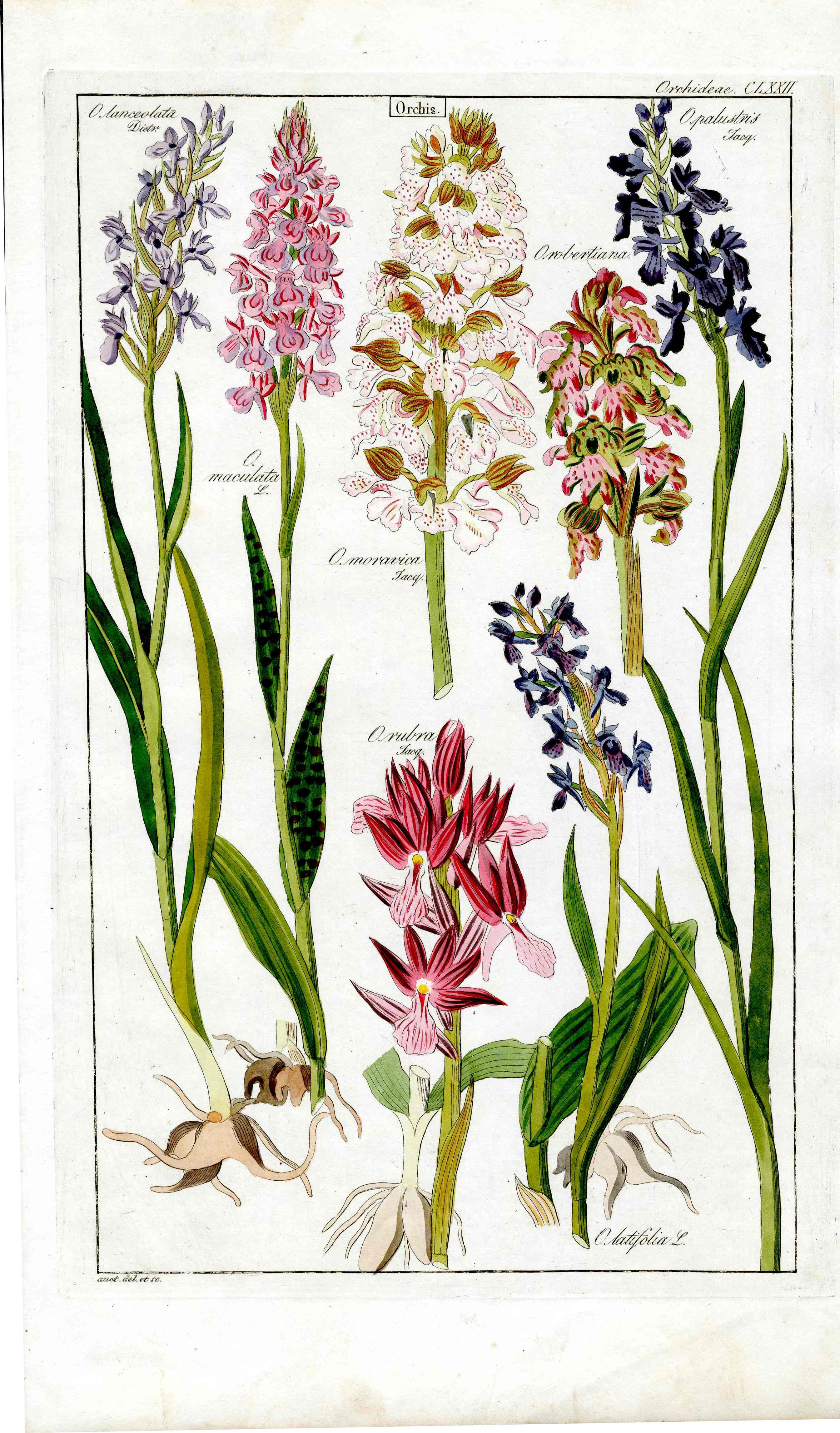 Dietrich Flora Universalis 1828 Antique Print Red Opalustris Orchid