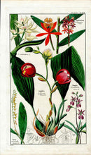 Dietrich Flora Universalis 1828 Antique Print Red Tulip Orchid - Panteek Antique Prints