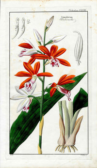Dietrich Flora Universalis 1828 Antique Print Red Nun’s Orchid - Panteek Antique Prints