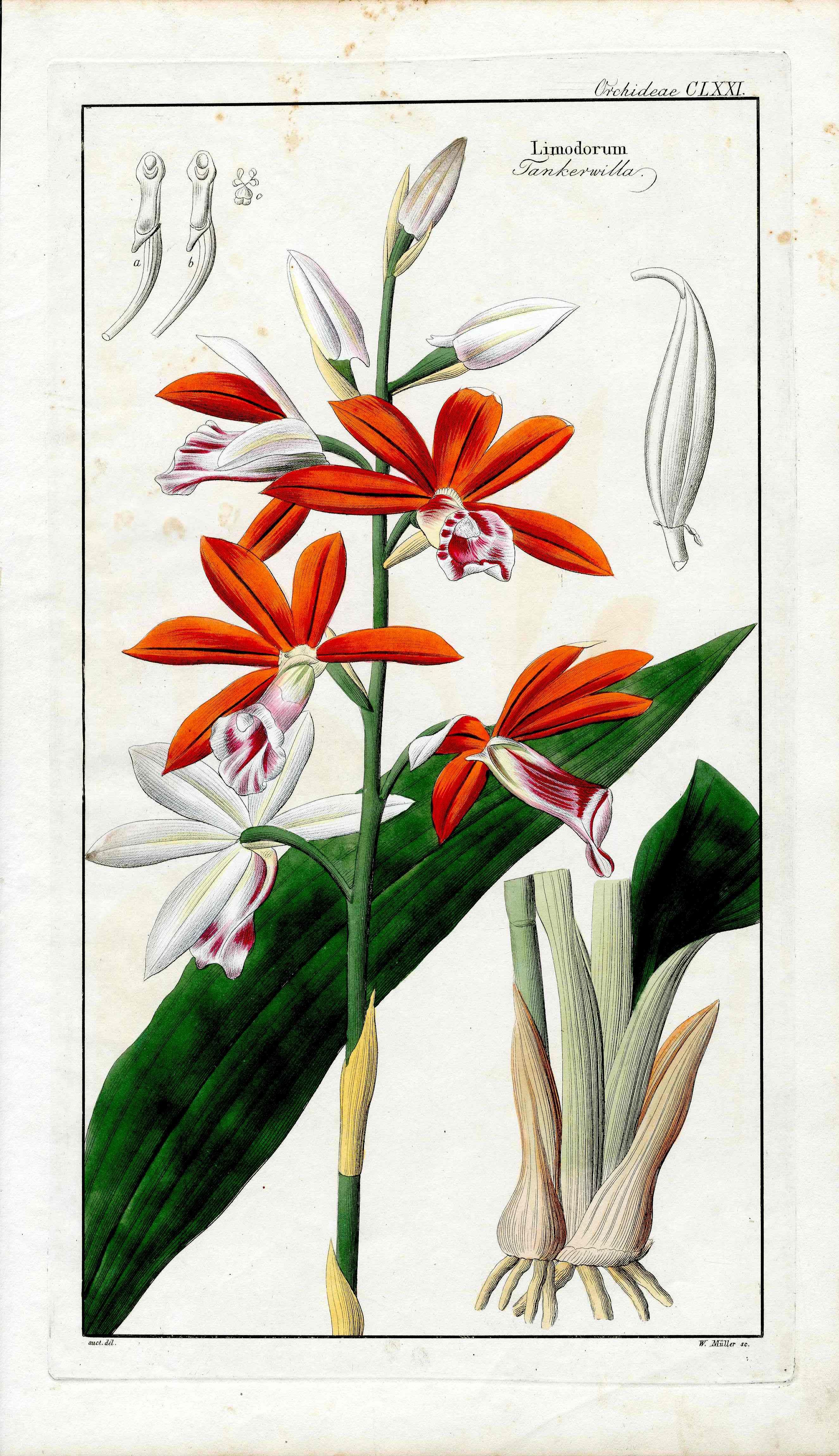 Dietrich Flora Universalis 1828 Antique Print Red Nun’s Orchid