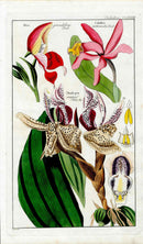 Dietrich Flora Universalis 1828 Antique Print Spotted Stanhopea Orchid - Panteek Antique Prints