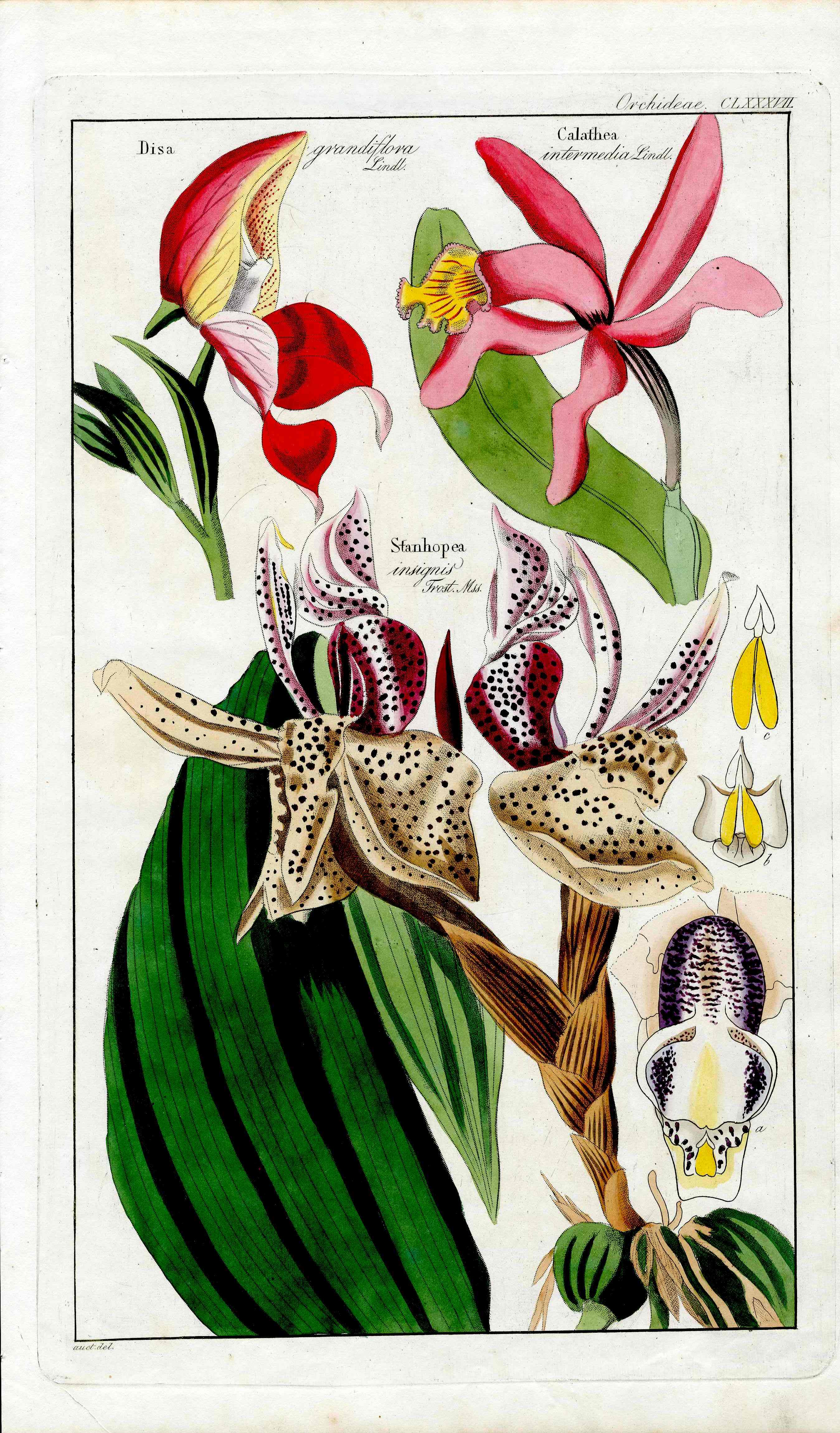 Dietrich Flora Universalis 1828 Antique Print Spotted Stanhopea Orchid