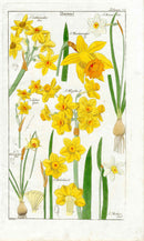 Dietrich Flora Universalis 1828 Antique Print Yellow Daffodils