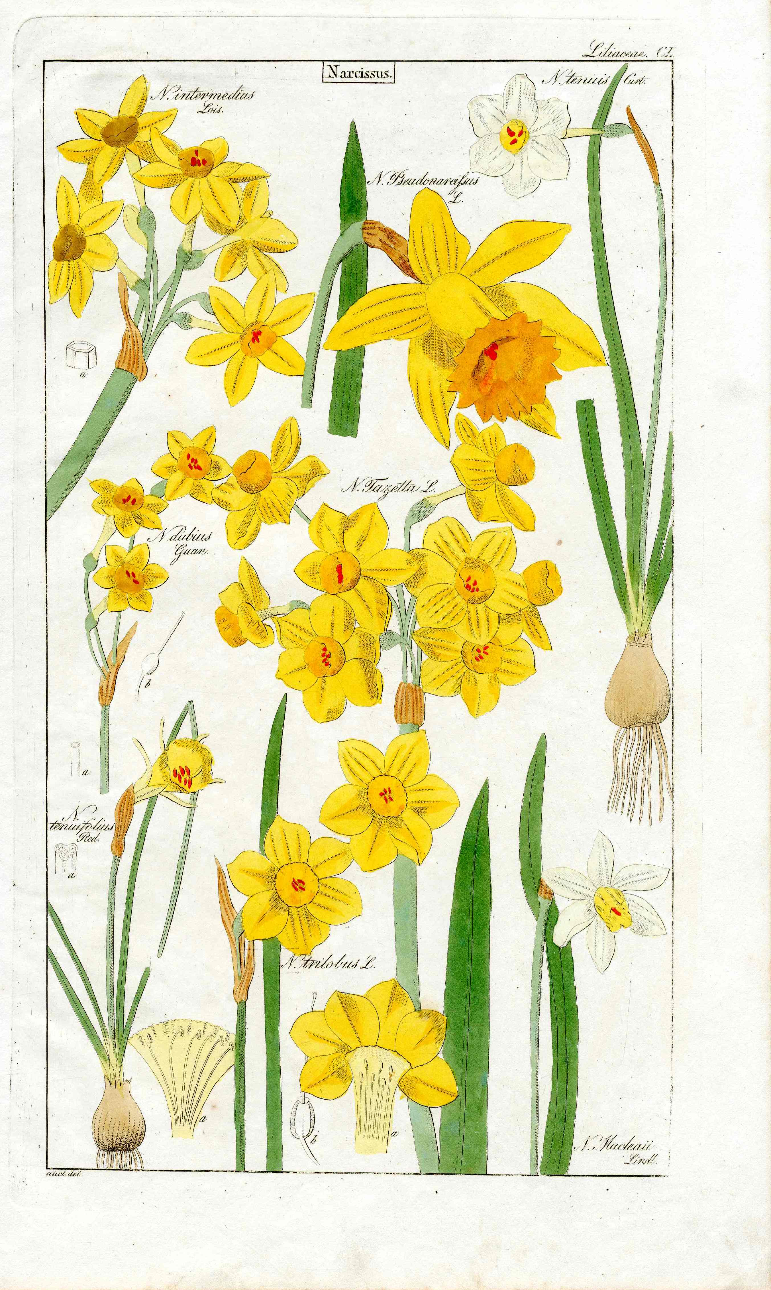 Dietrich Flora Universalis 1828 Antique Print Yellow Daffodils