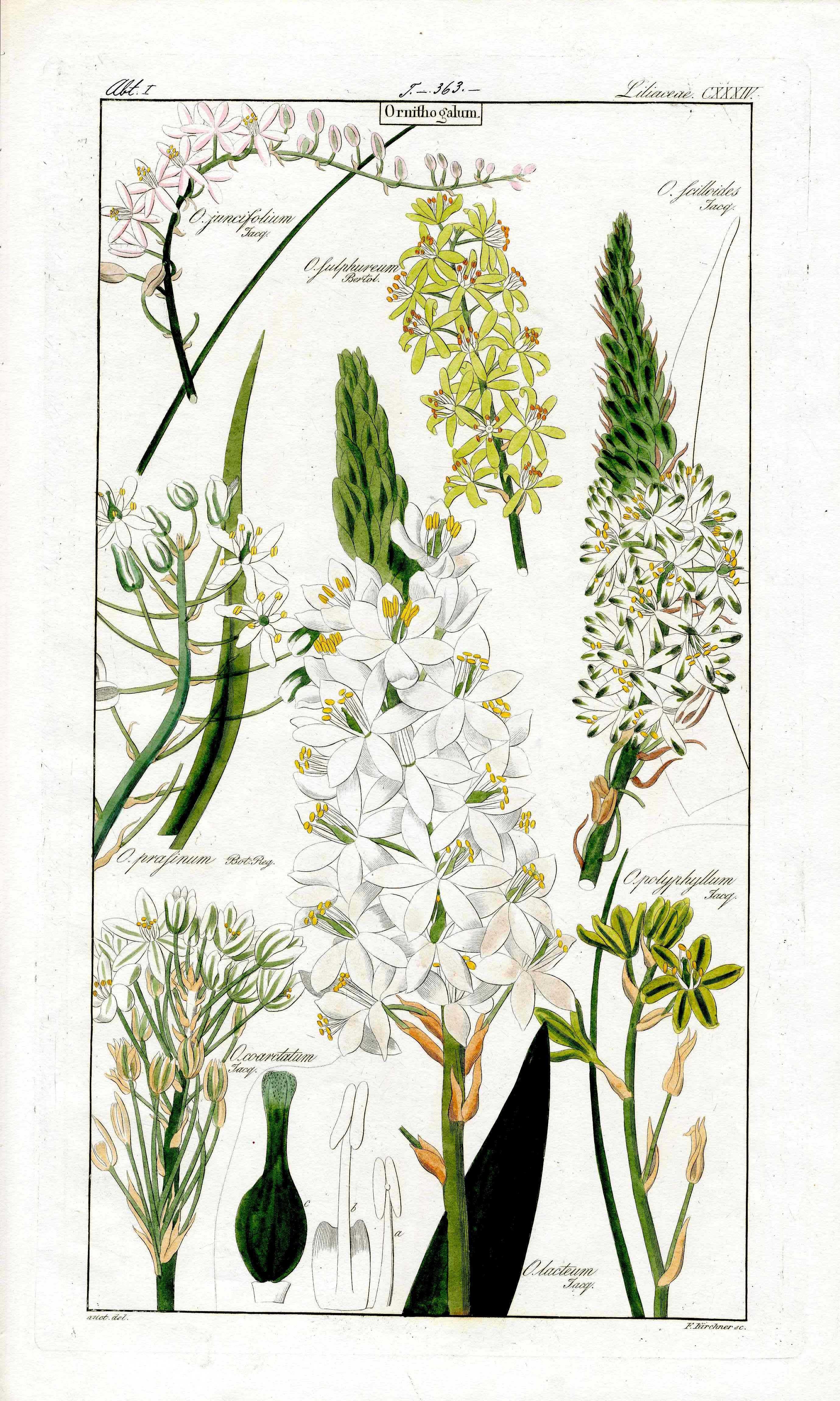 Dietrich Flora Universalis 1828 Antique Print Large Star Bethlehem