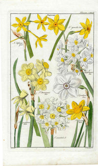 Dietrich Flora Universalis 1828 Antique Print White Narcissus, Daffodils - Panteek Antique Prints