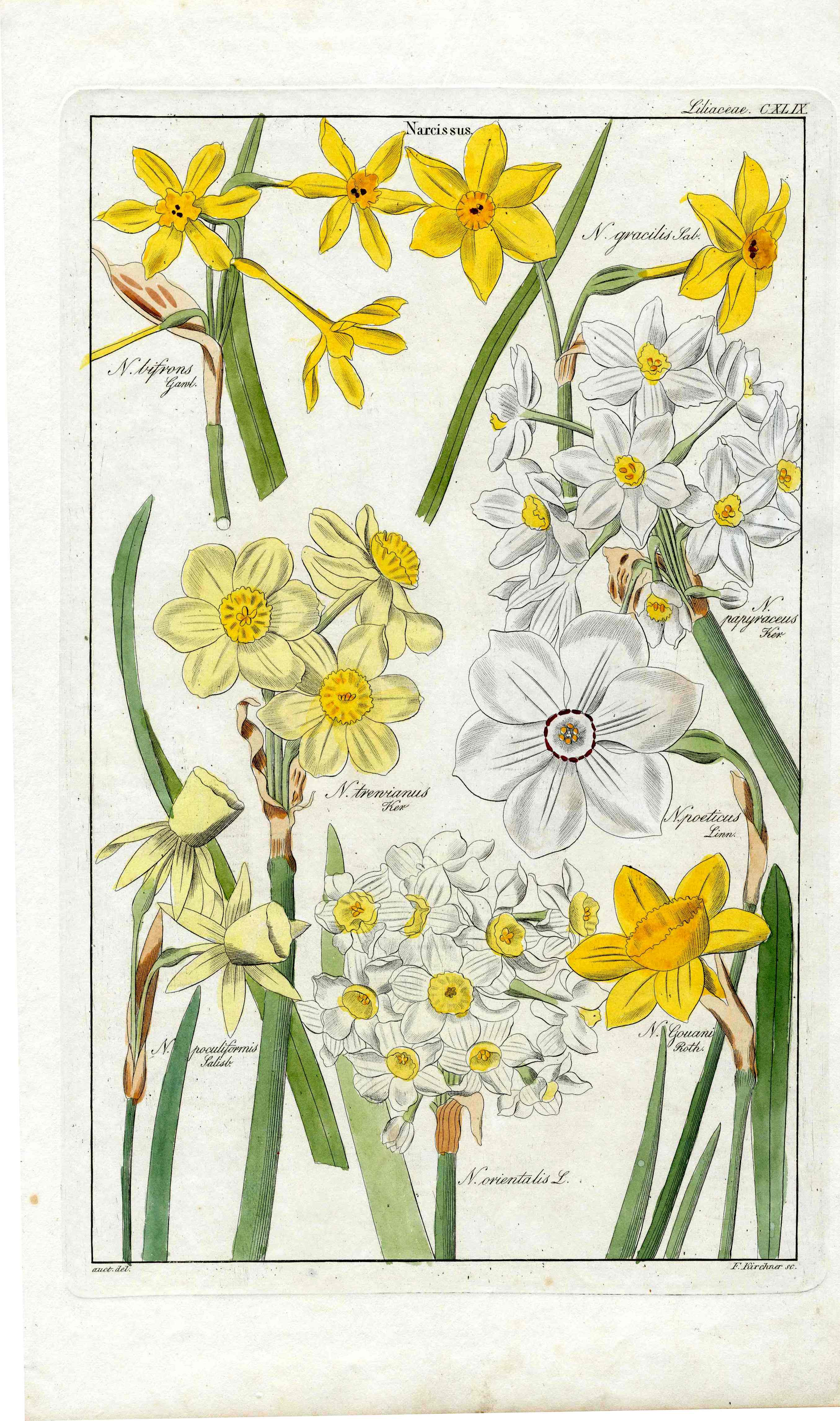 Dietrich Flora Universalis 1828 Antique Print White Narcissus, Daffodils