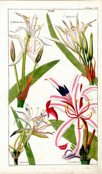 Dietrich Flora Universalis 1828 Antique Print Red Striped Crinum Lily - Panteek Antique Prints