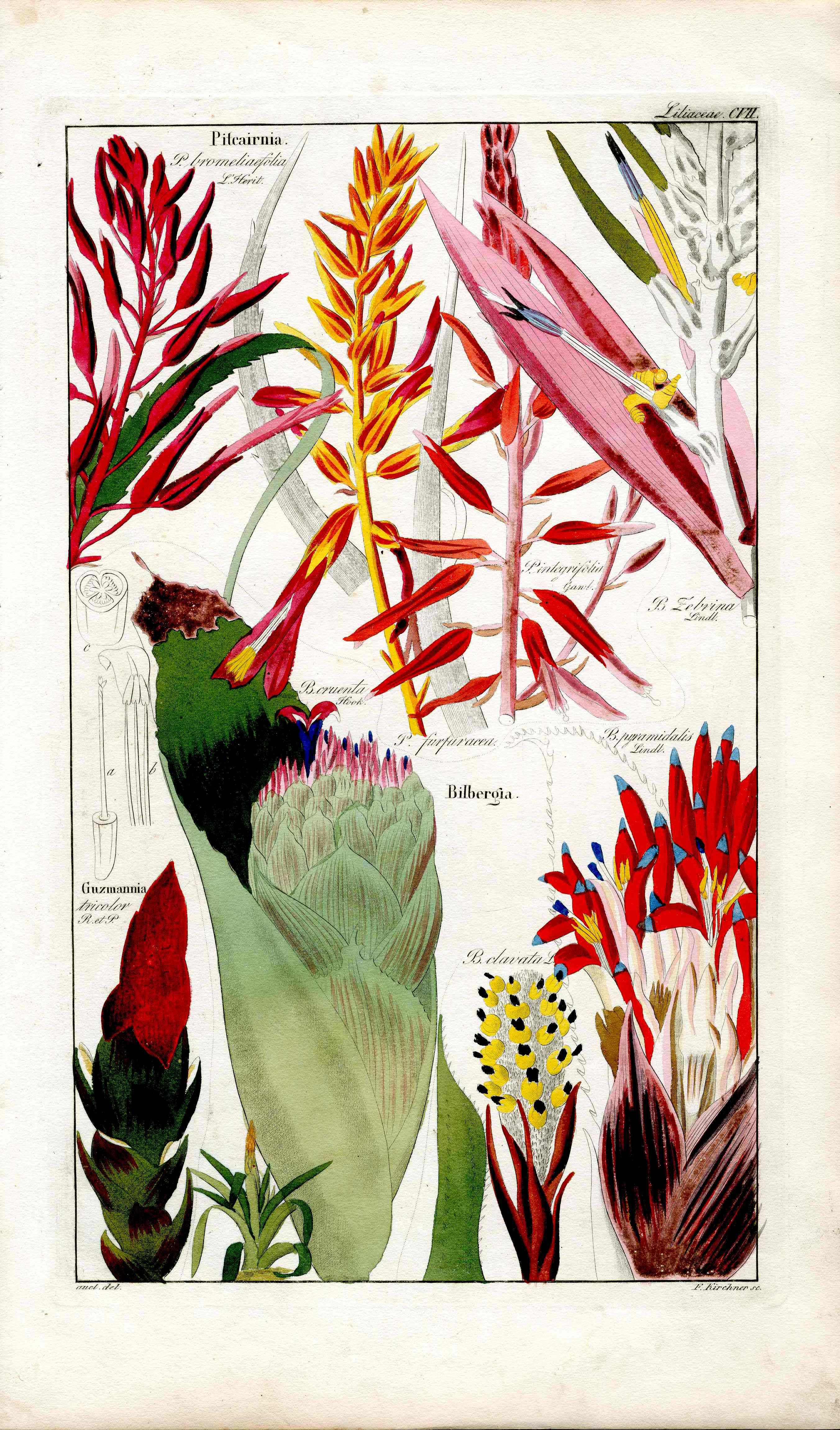 Dietrich Flora Universalis 1828 Antique Print Red Bilbergia