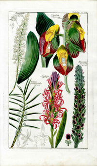 Dietrich Flora Universalis 1828 Antique Print Catasetum Orchid - Panteek Antique Prints