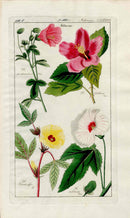 Dietrich Flora Universalis 1828 Antique Print Pink, Yellow Hibiscus - Panteek Antique Prints