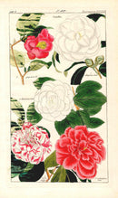 Dietrich Flora Universalis 1828 Antique Print Pink, Red, White Camellia - Panteek Antique Prints