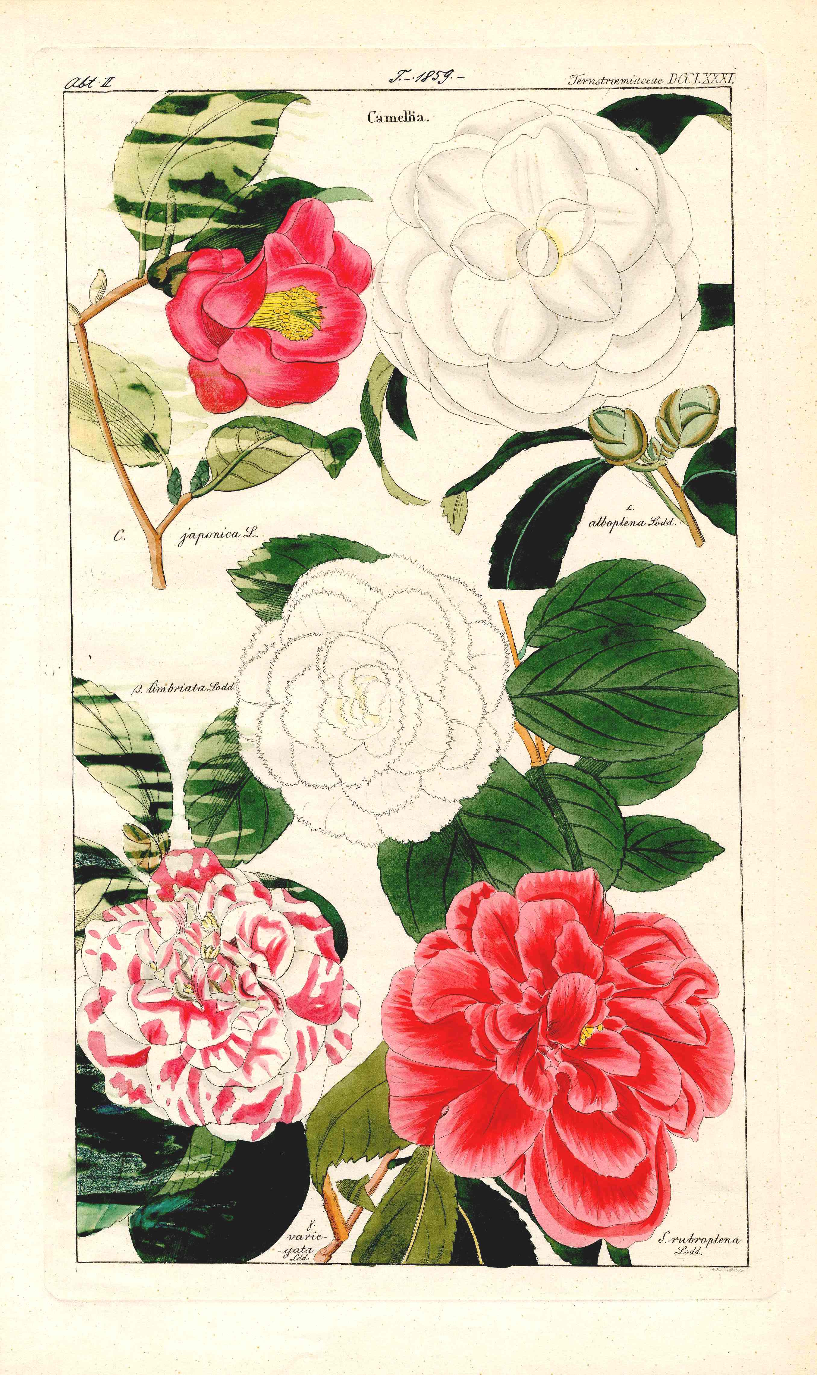 Dietrich Flora Universalis 1828 Antique Print Pink, Red, White Camellia - Panteek Antique Prints