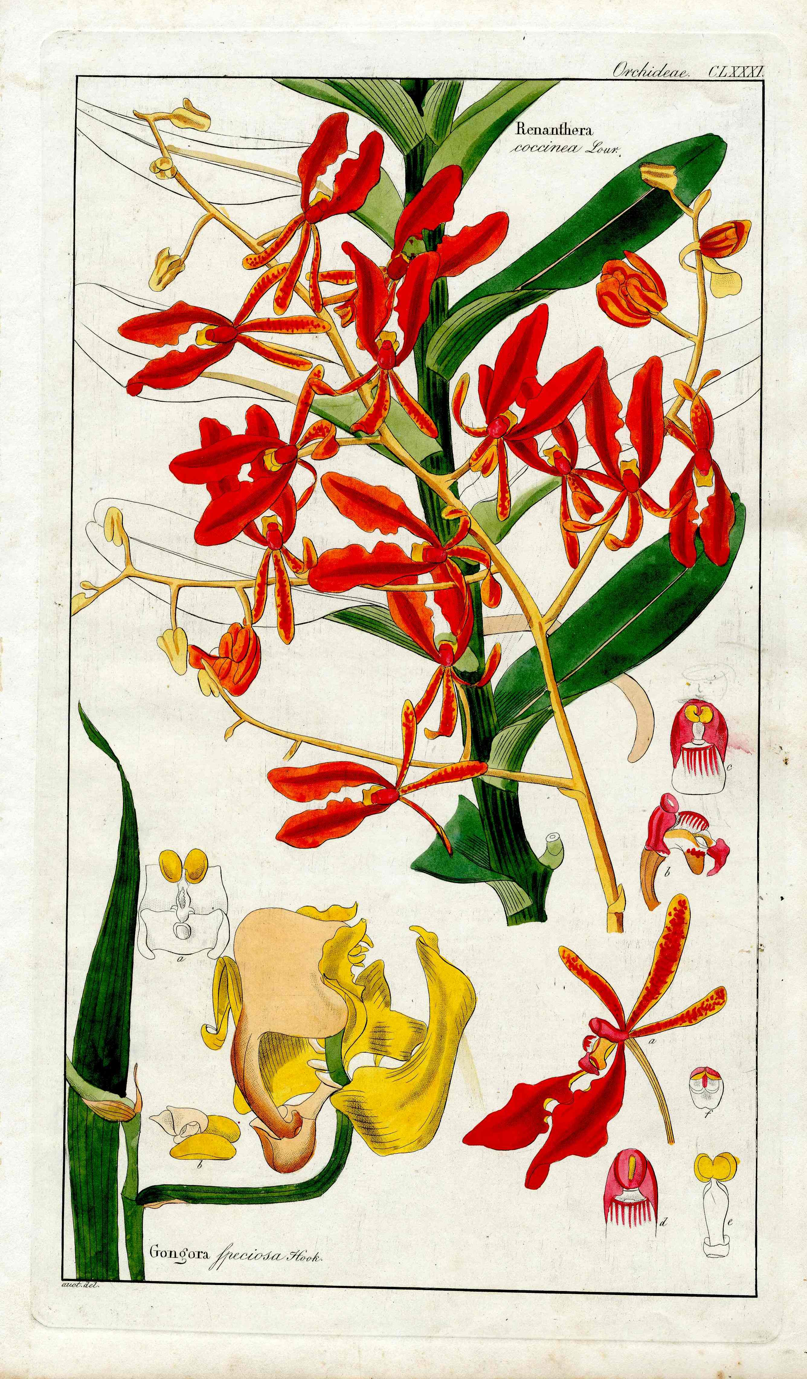 Dietrich Flora Universalis 1828 Antique Print Scarlet Renanthera Orchid