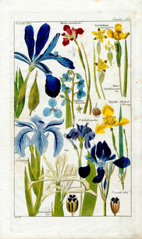 Dietrich Flora Universalis 1828 Antique Print Dark, Light Blue Iris