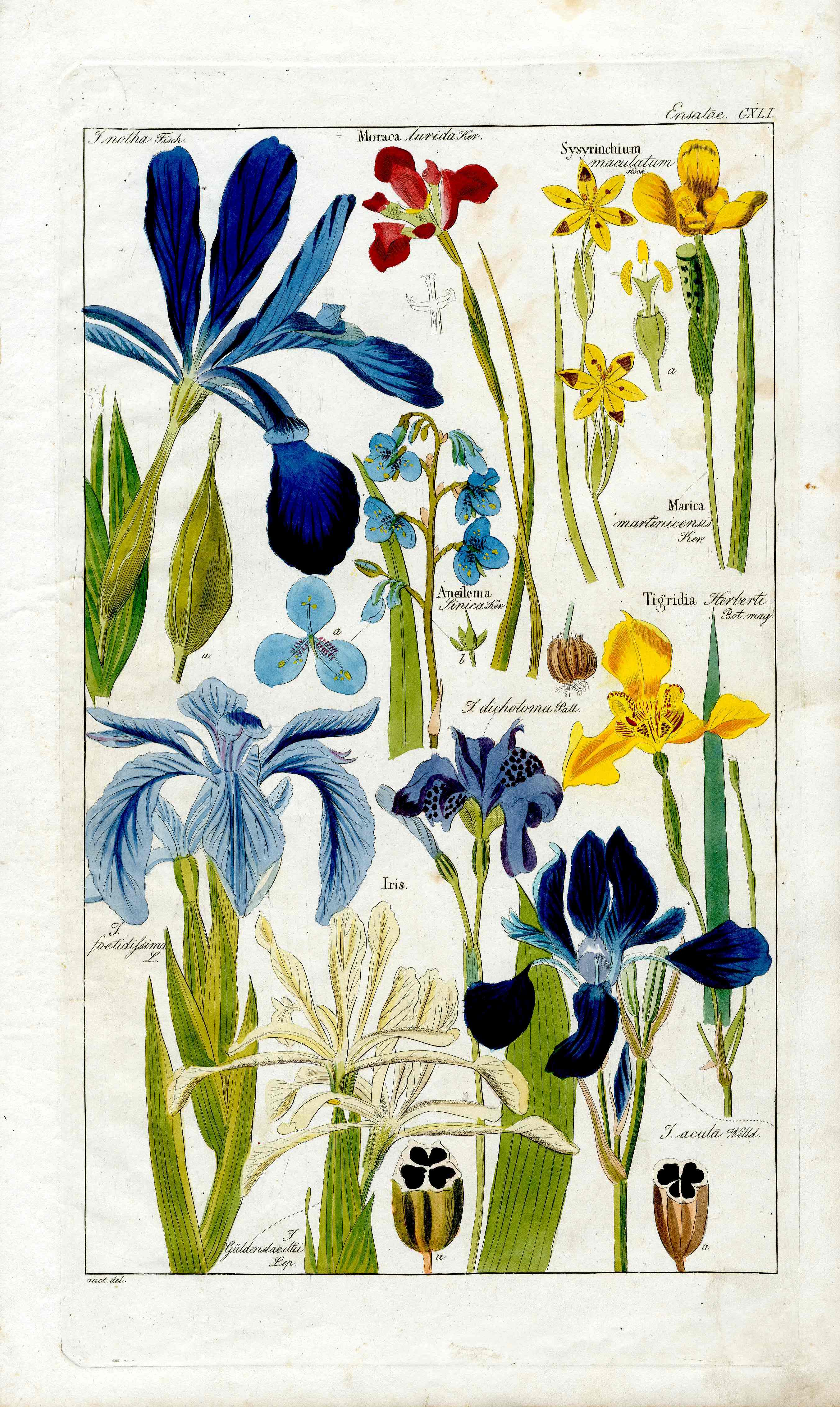 Dietrich Flora Universalis 1828 Antique Print Dark, Light Blue Iris