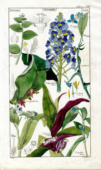 Dietrich Flora Universalis 1828 Antique Print Blue Ginger