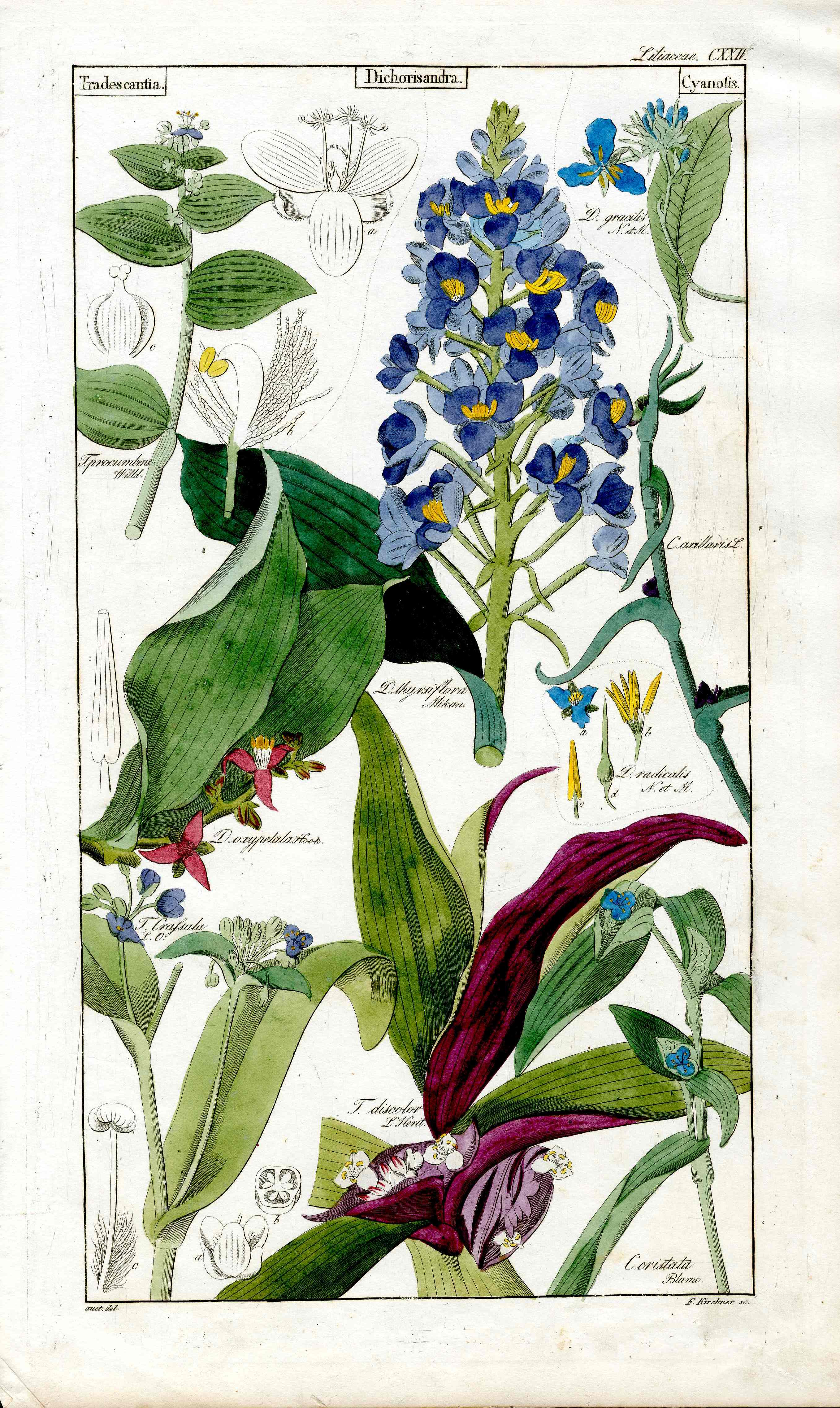 Dietrich Flora Universalis 1828 Antique Print Blue Ginger