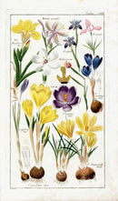 Dietrich Flora Universalis 1828 Antique Print Yellow, Blue Crocus - Panteek Antique Prints