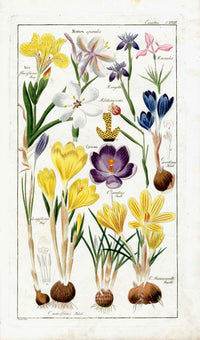 Dietrich Flora Universalis 1828 Antique Print Yellow, Blue Crocus - Panteek Antique Prints