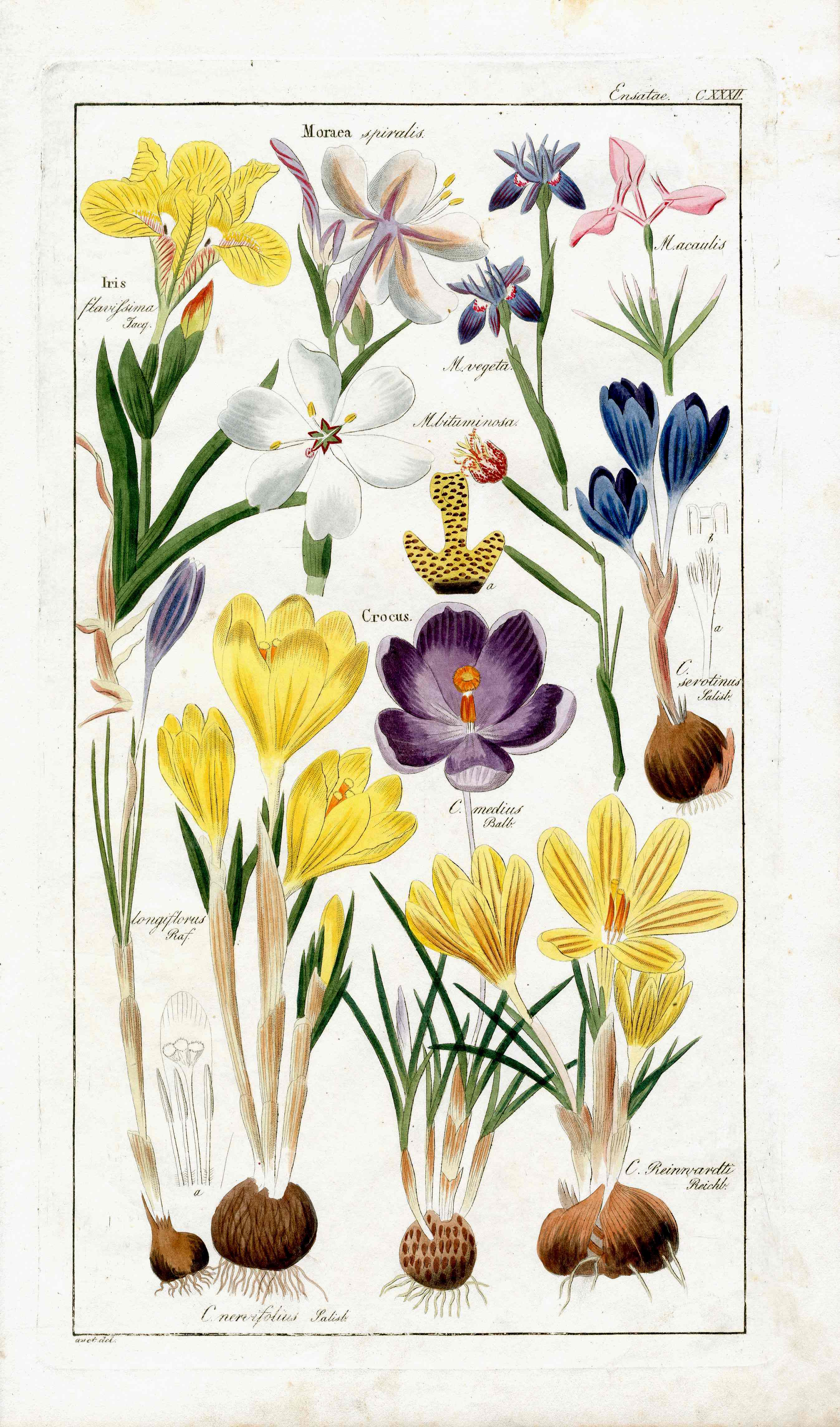 Dietrich Flora Universalis 1828 Antique Print Yellow, Blue Crocus