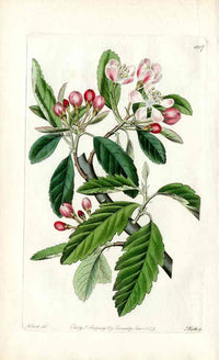 Edwards Botanical Antique Print Flowering Crab Apple EDB202