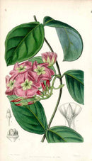 Edwards Botanical Antique Print River Francisco Echites EDB205