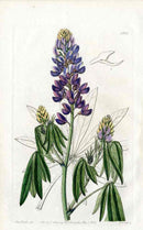 Edwards Botanical Antique Print Blue Lupine EDB31