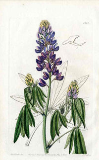 Edwards Botanical Antique Print Blue Lupine EDB31