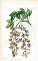 Edwards Botanical Antique Print Purple Laburnum EDB34