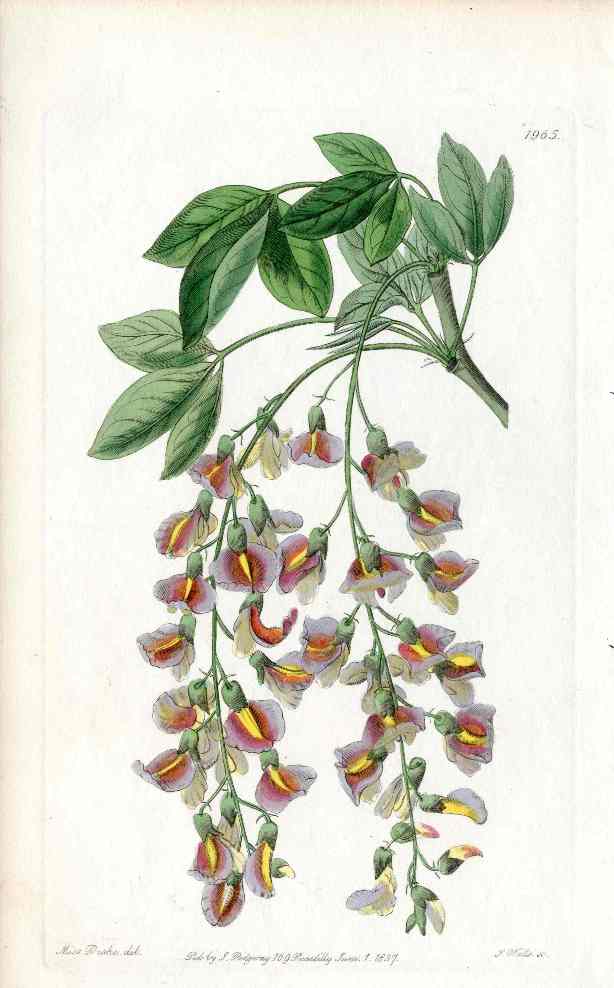 Edwards Botanical Antique Print Purple Laburnum EDB34