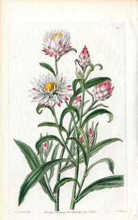 Edwards Botanical Everlasting Flower Print EDB44 - Panteek Antique Prints