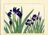 Four Seasons of Flowers 1907 Woodblock Blue Iris Tomioka Tessai