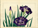 Four Seasons of Flowers 1907 Woodblock Large Purple Iris Tomioka Tessai