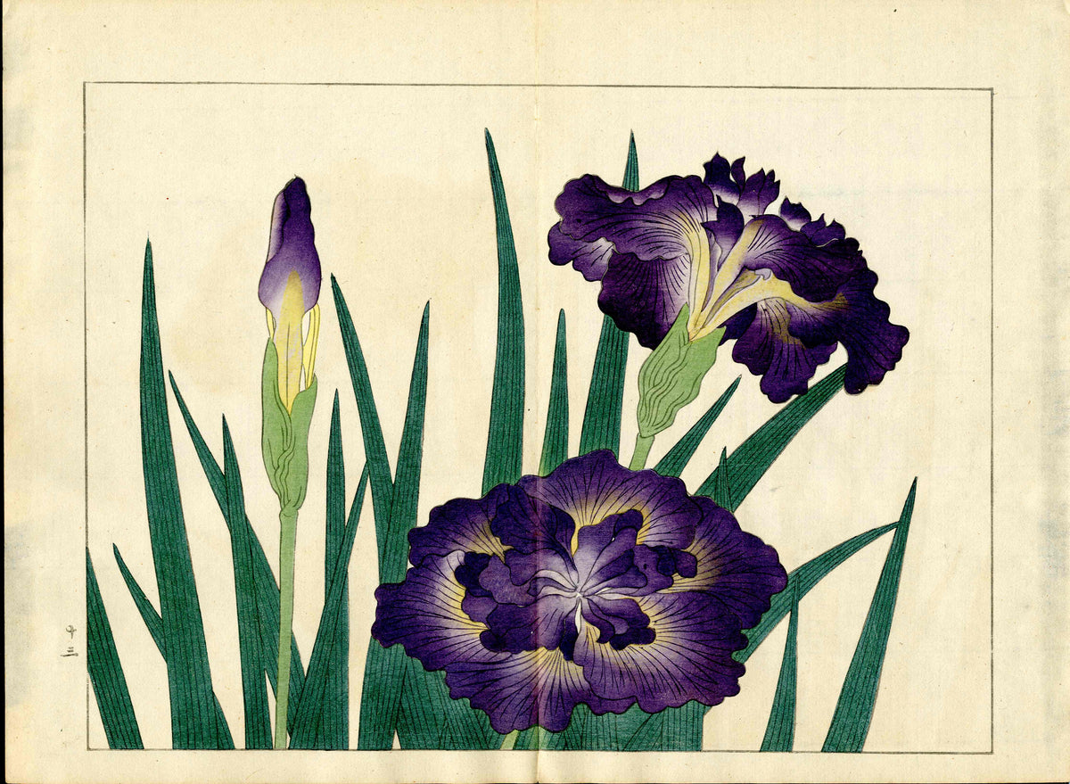 Four Seasons of Flowers 1907 Woodblock Large Purple Iris Tomioka Tessai