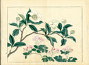 Four Seasons of Flowers 1907 Woodblock Camellia Tomioka Tessai