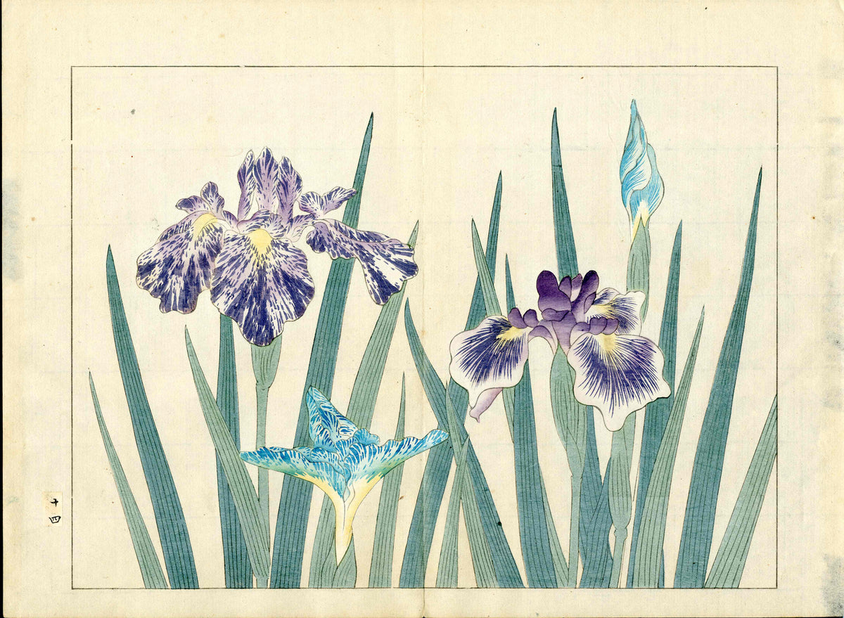 Four Seasons of Flowers 1907 Woodblock 3 Iris Tomioka Tessai