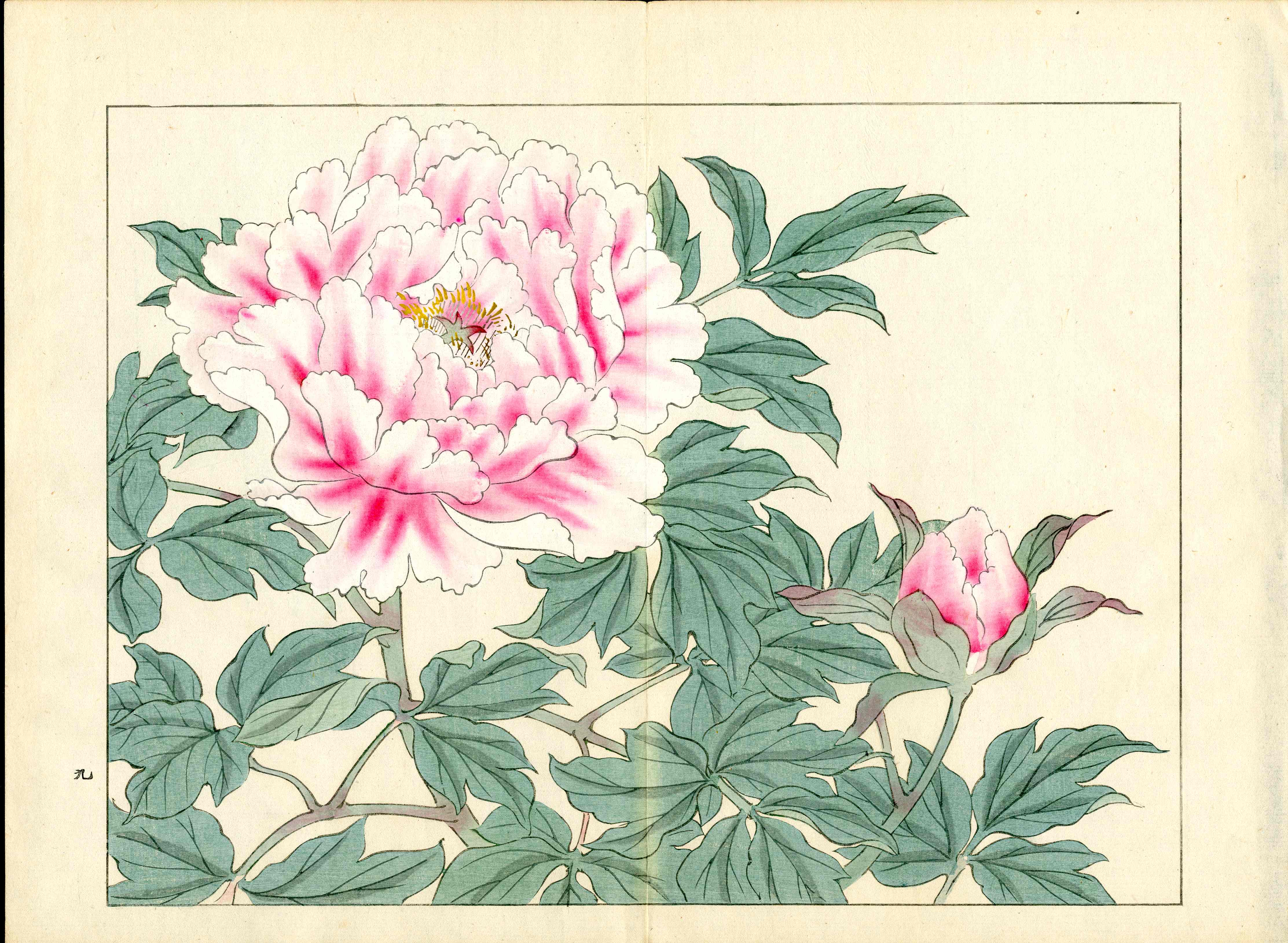 Four Seasons of Flowers 1907 Woodblock Large Pink Peony Tomioka Tessai
