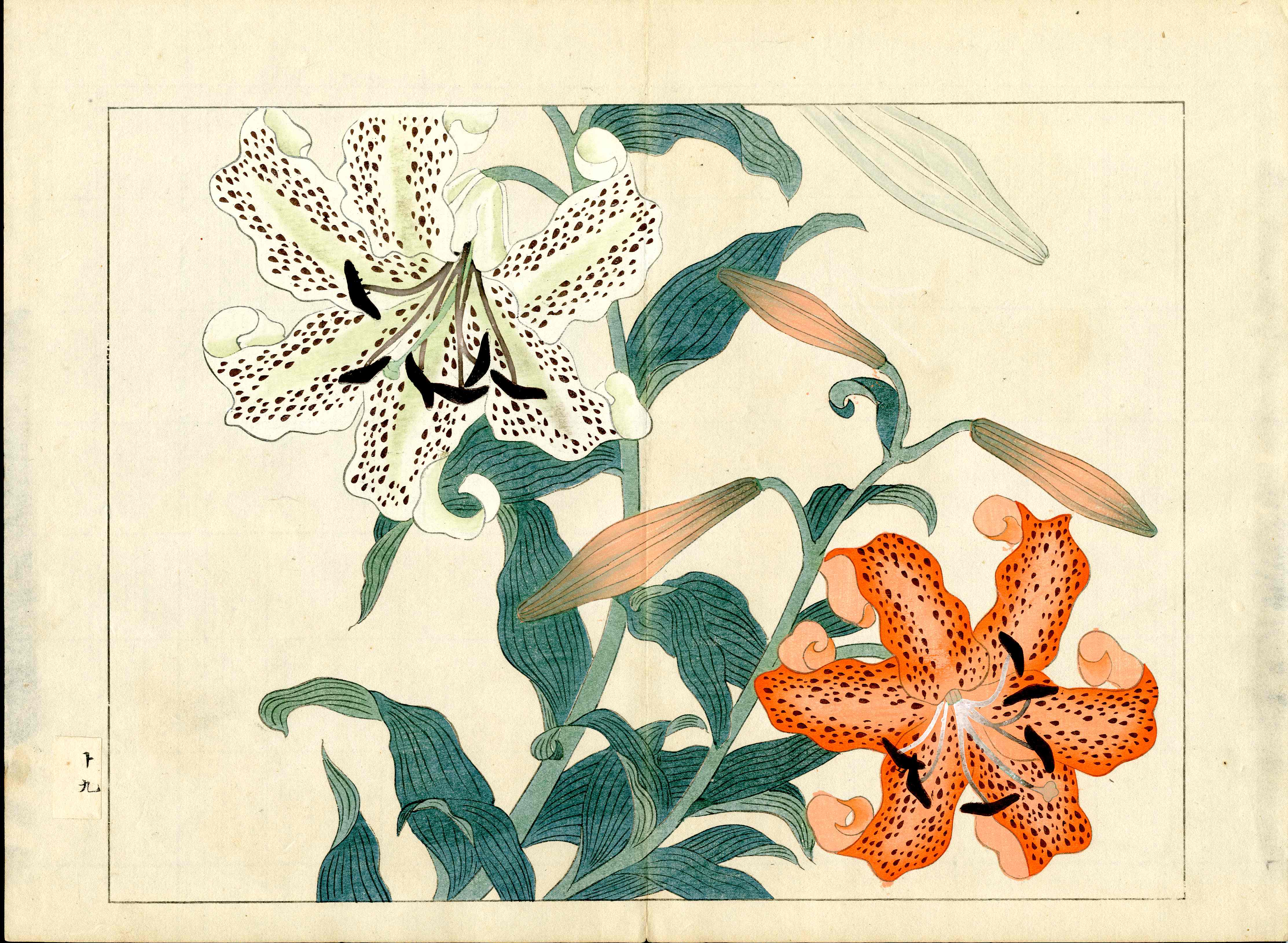 Four Seasons of Flowers 1907 Woodblock White, Orange Lily Tomioka Tessai