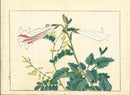 Four Seasons of Flowers 1907 Woodblock Pink and White Lilly Tomioka Tessai