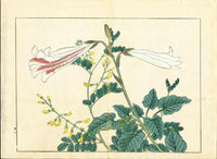 Four Seasons of Flowers 1907 Woodblock Pink and White Lilly Tomioka Tessai