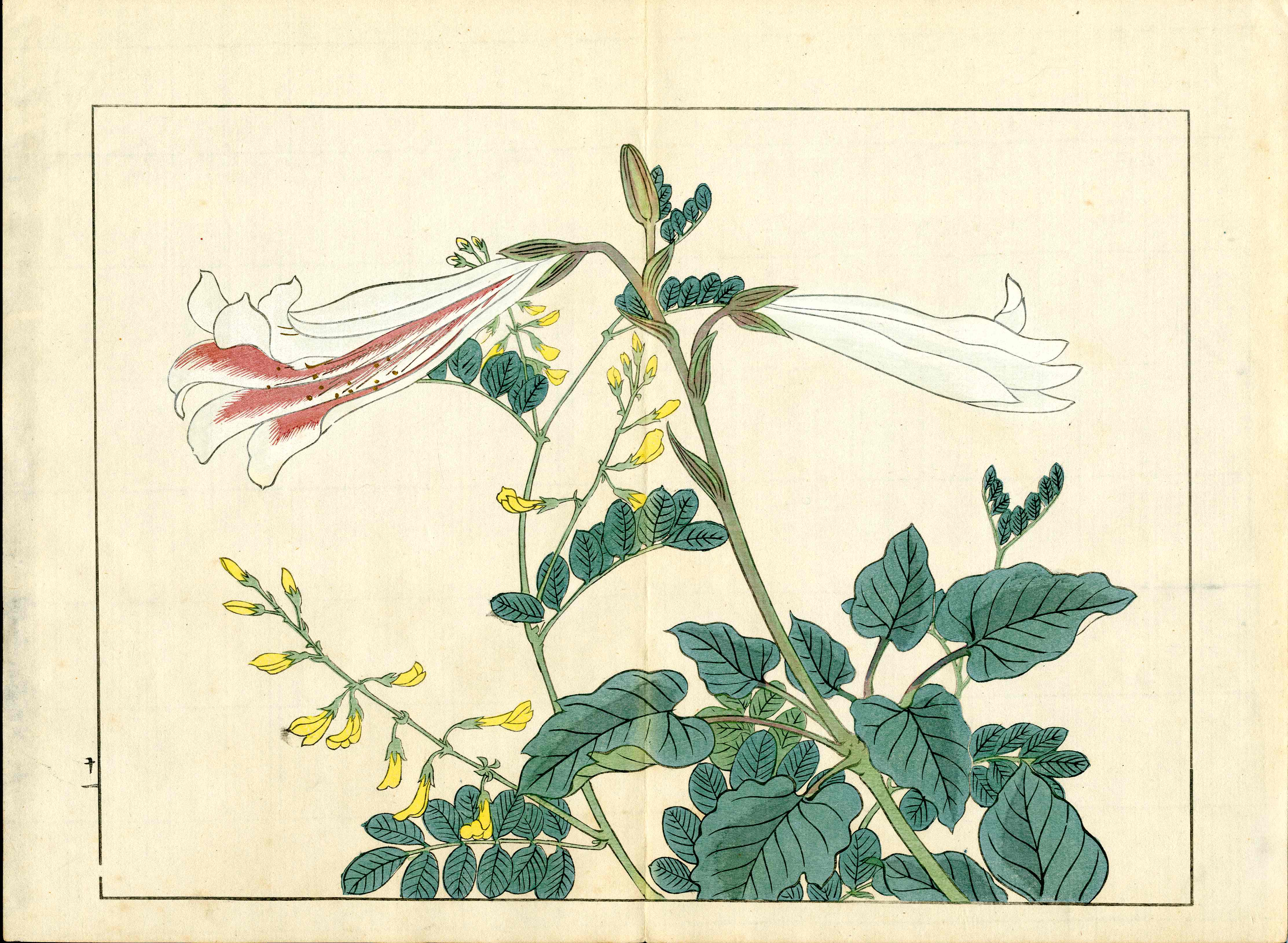 Four Seasons of Flowers 1907 Woodblock Pink and White Lilly Tomioka Tessai