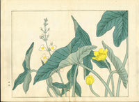 Four Seasons of Flowers 1907 Woodblock Yellow Sagittaria Tomioka Tessai