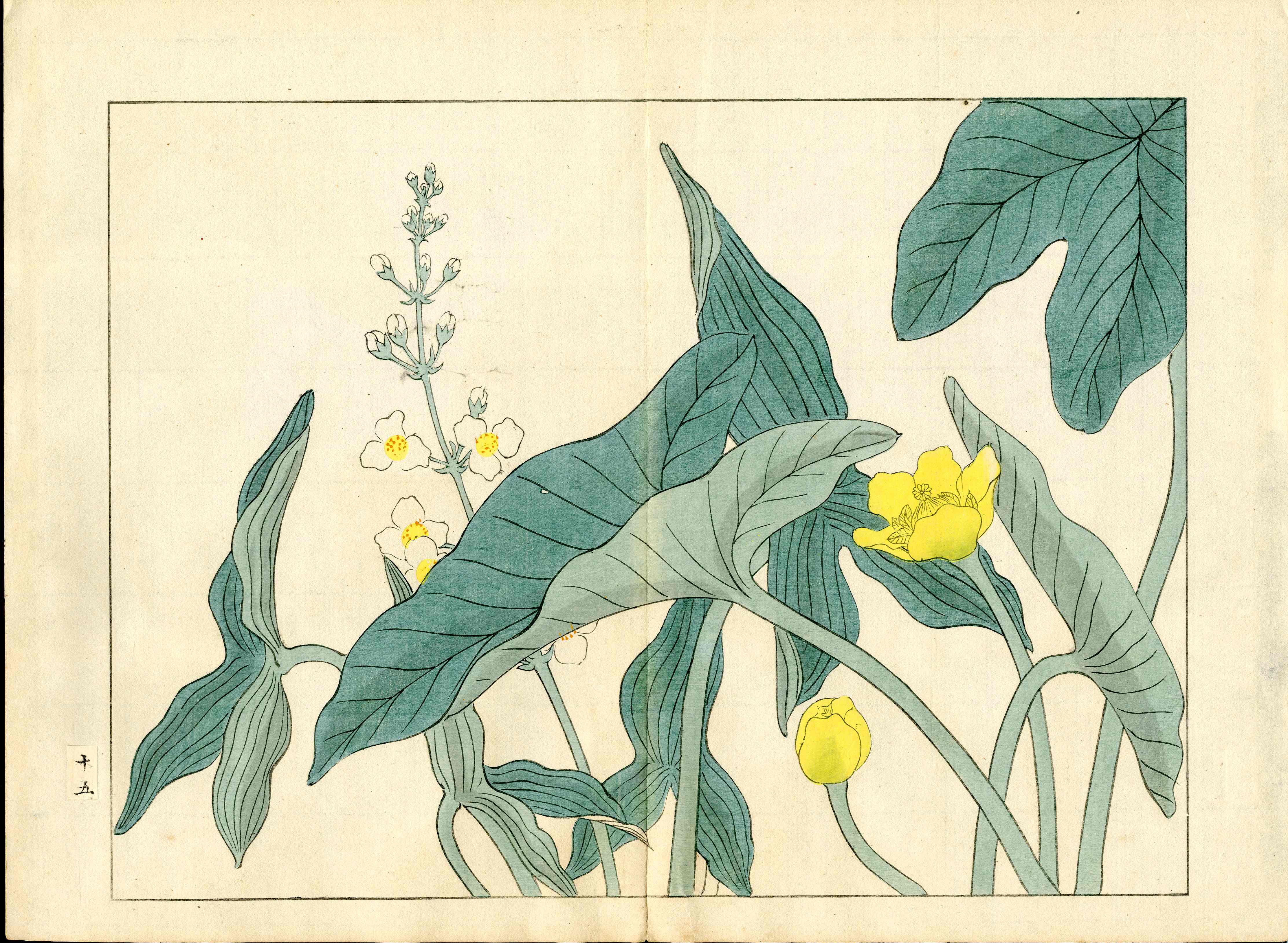Four Seasons of Flowers 1907 Woodblock Yellow Sagittaria Tomioka Tessai